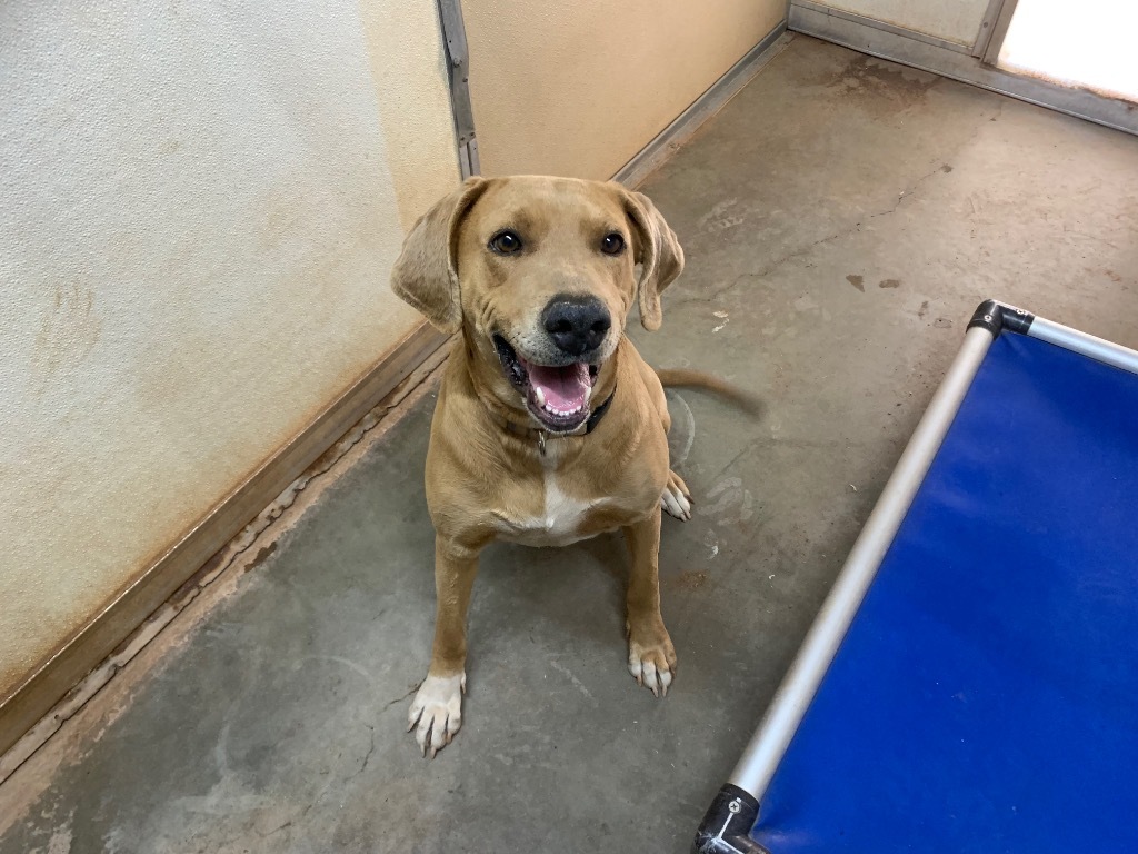 Jingles, an adoptable Labrador Retriever, Mixed Breed in Tucumcari, NM, 88401 | Photo Image 2