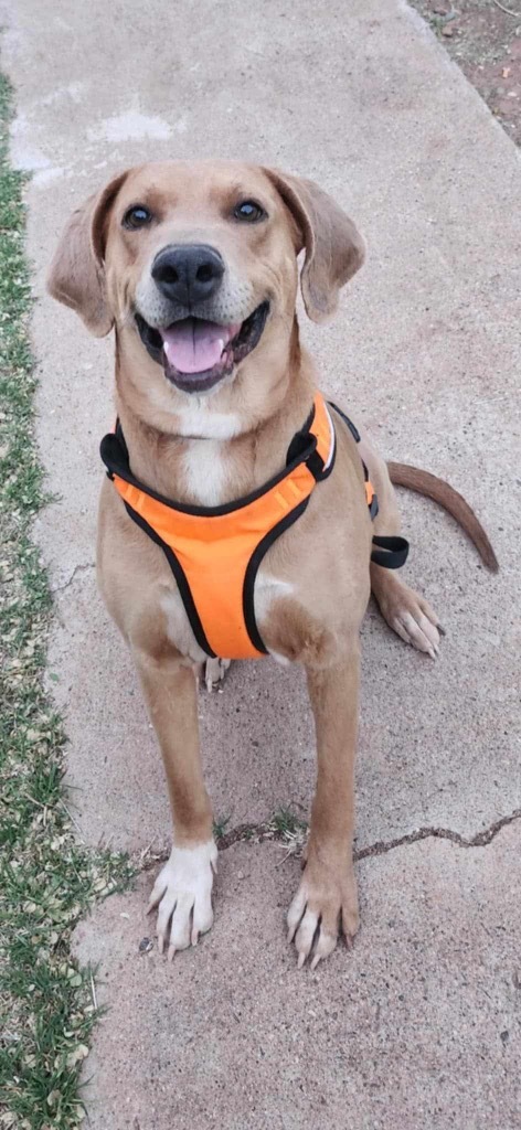 Jingles, an adoptable Labrador Retriever, Mixed Breed in Tucumcari, NM, 88401 | Photo Image 3