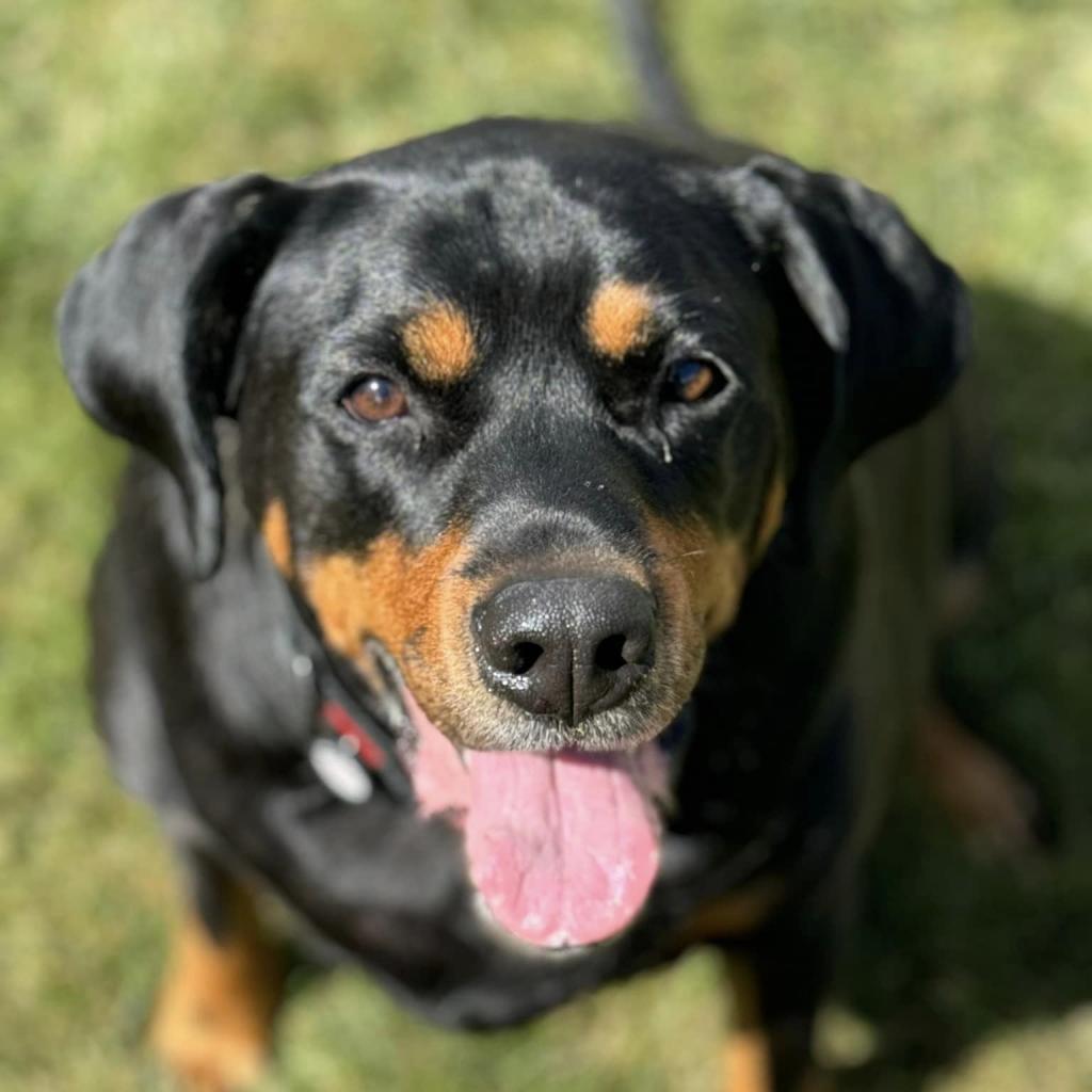Boone