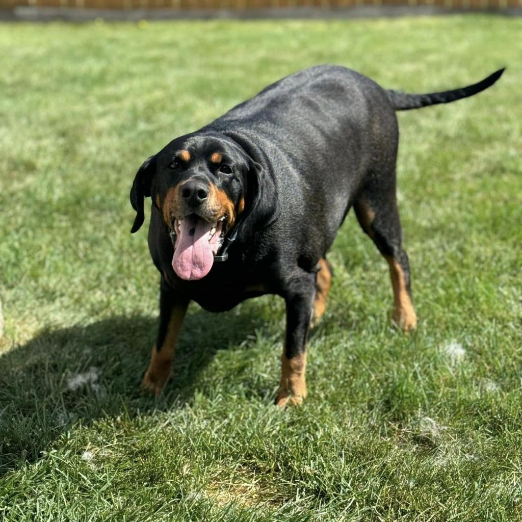 Boone