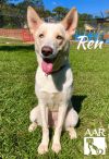 Ren photo 1