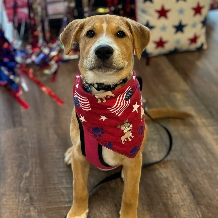 Molly pup