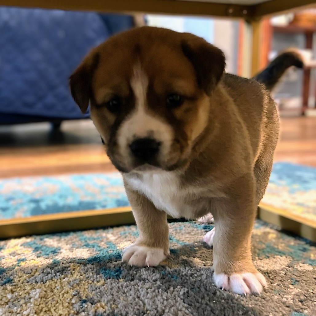 Molly pup
