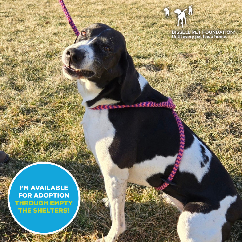 Ruby- $70 Bissell Sponsored Adoption Fee!