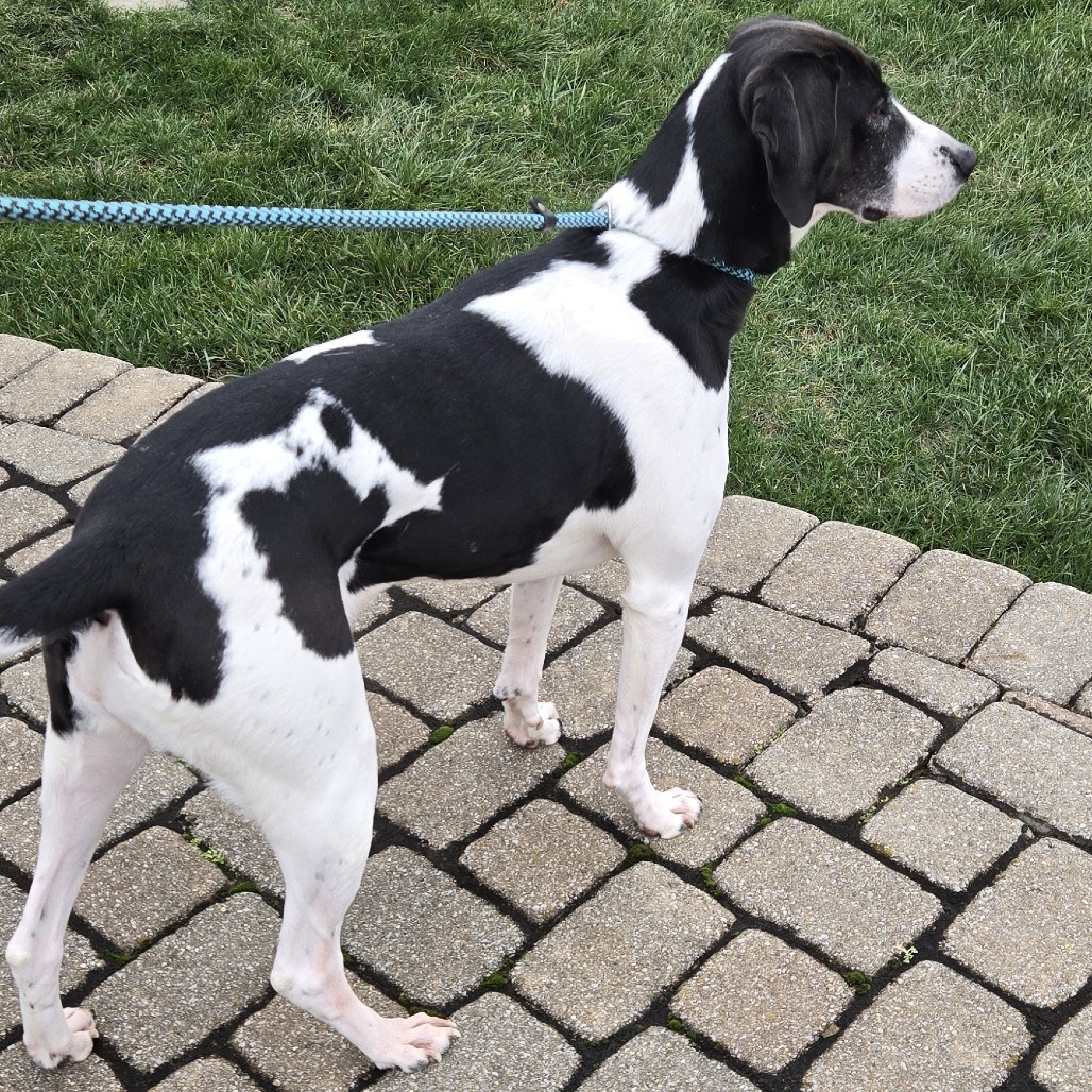 Ruby- $70 Bissell Sponsored Adoption Fee!