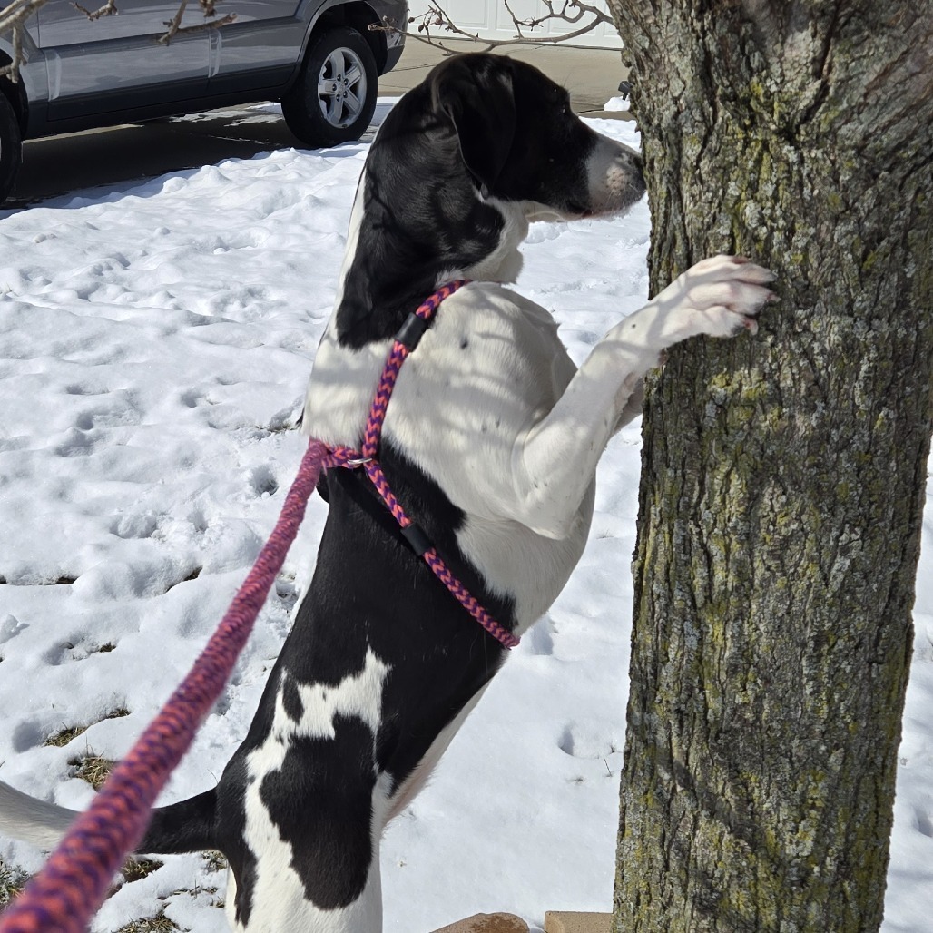 Ruby- $70 Bissell Sponsored Adoption Fee!