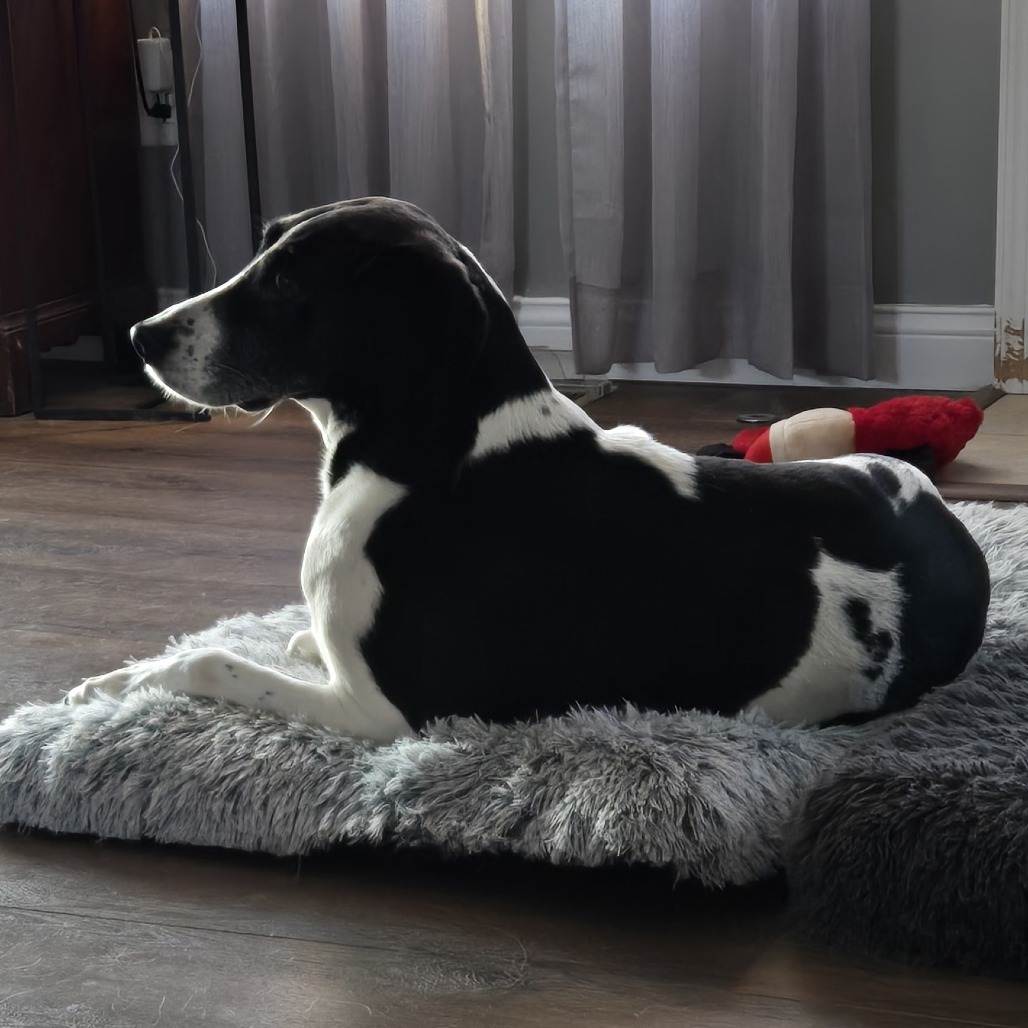 Ruby- $70 Bissell Sponsored Adoption Fee!