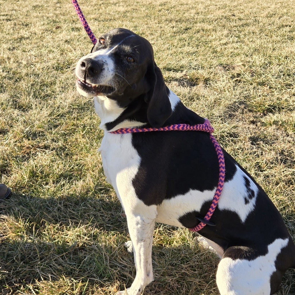 Ruby- $70 Bissell Sponsored Adoption Fee!