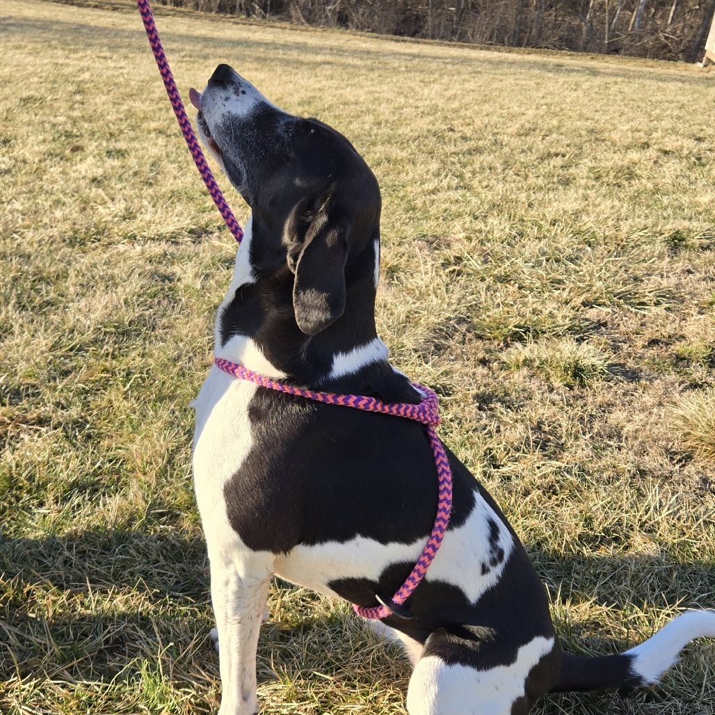 Ruby- $70 Bissell Sponsored Adoption Fee!