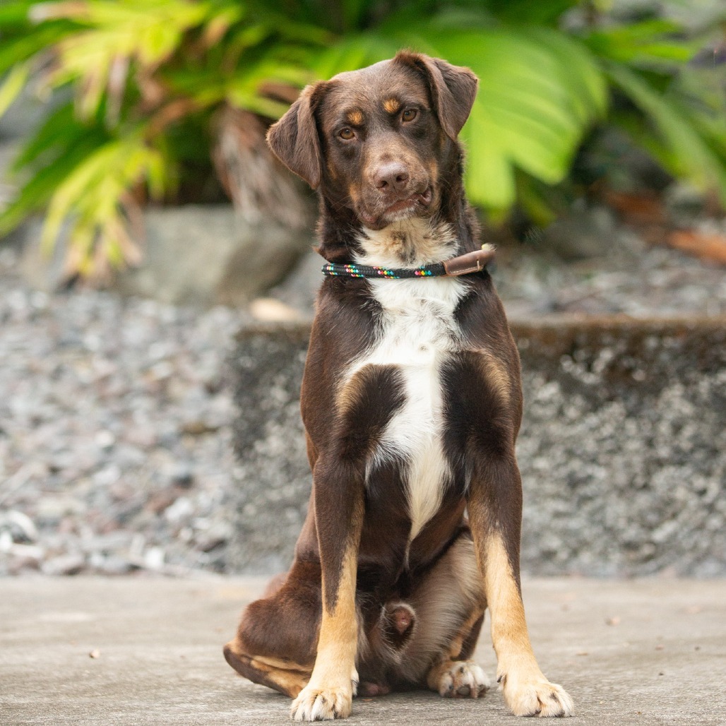 Moose, an adoptable Mixed Breed in Kailua Kona, HI, 96740 | Photo Image 1