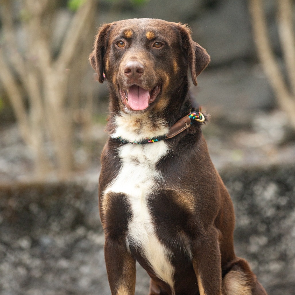 Moose, an adoptable Mixed Breed in Kailua Kona, HI, 96740 | Photo Image 2