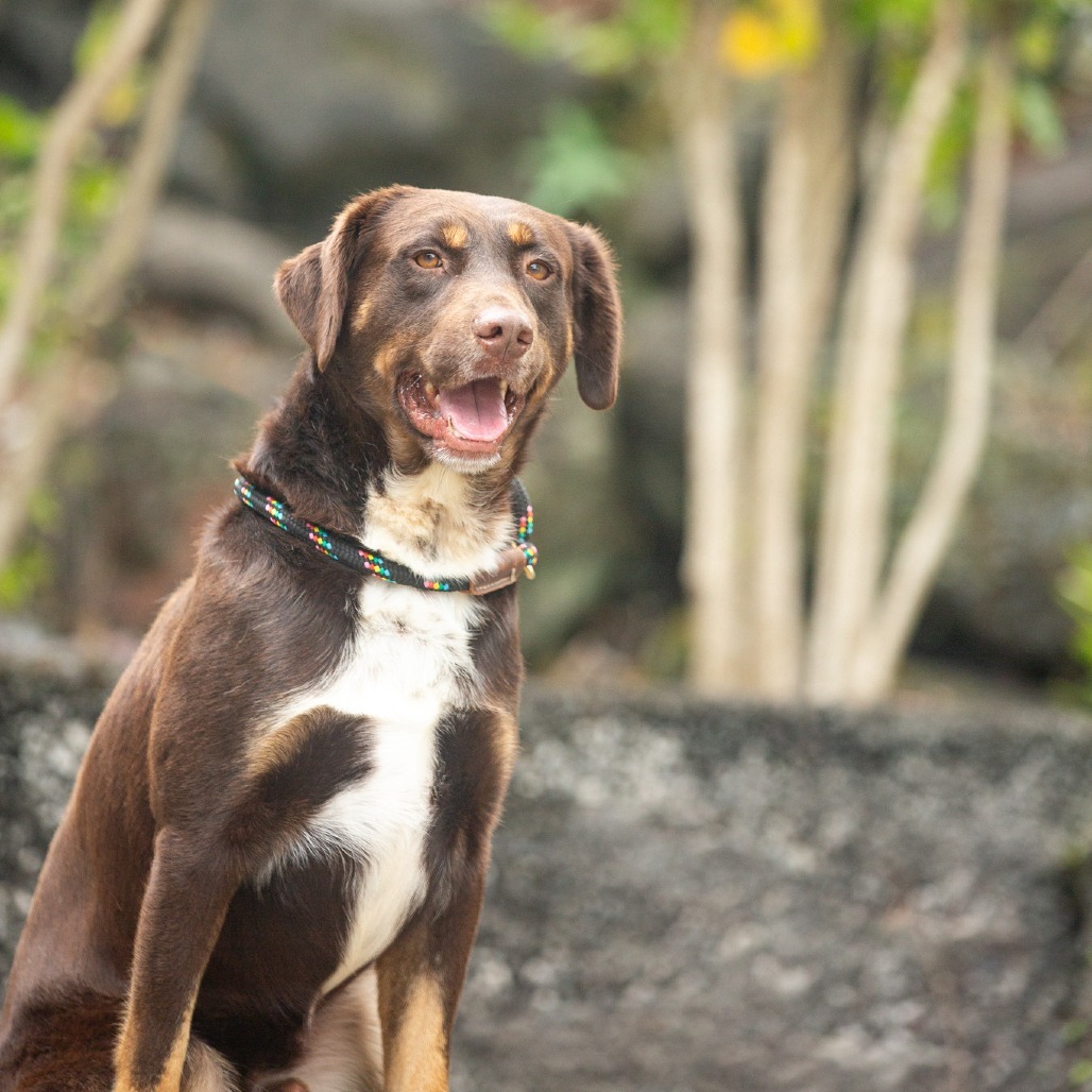 Moose, an adoptable Mixed Breed in Kailua Kona, HI, 96740 | Photo Image 3