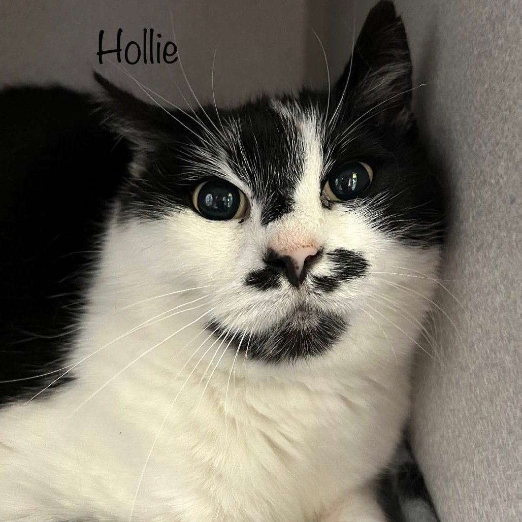Hollie