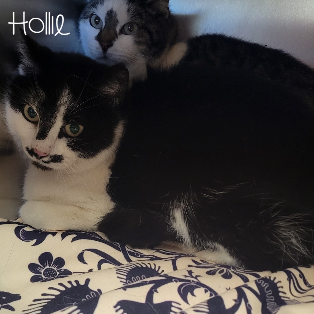 Hollie