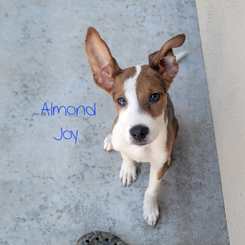 Almond Joy