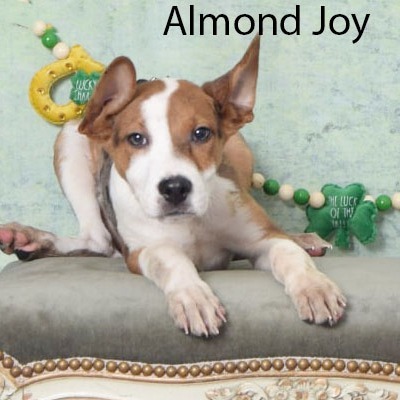 Almond Joy