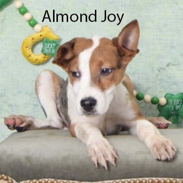 Almond Joy