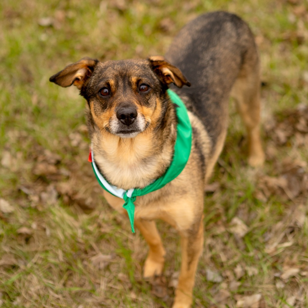 Maggie--In Foster***ADOPTION PENDING***