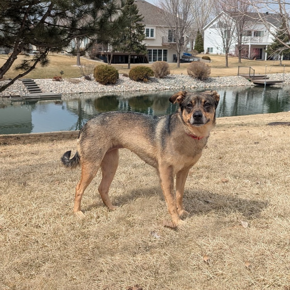 Maggie--In Foster***ADOPTION PENDING***
