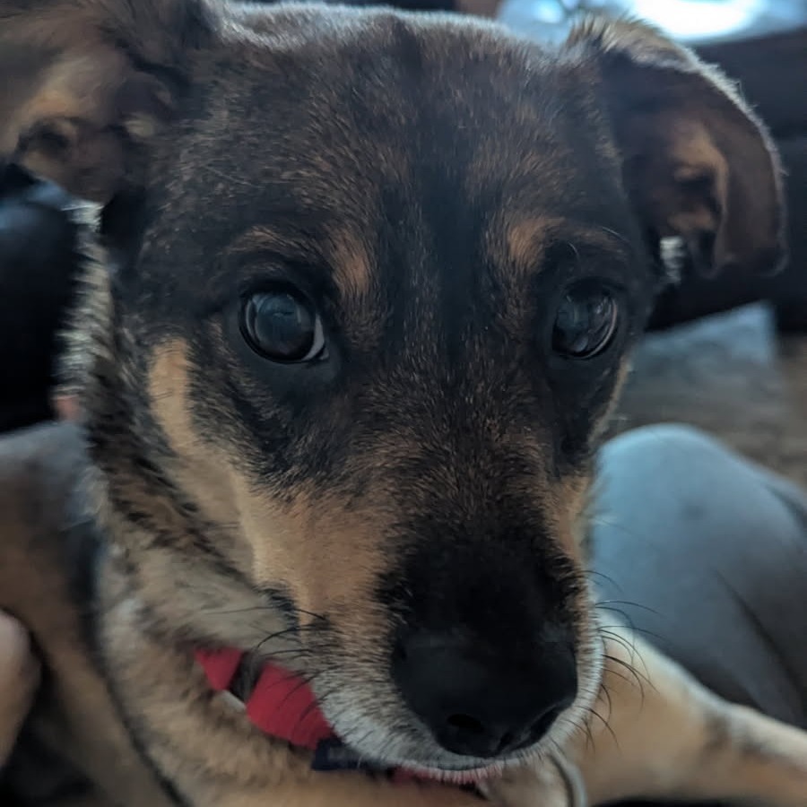 Maggie--In Foster***ADOPTION PENDING***