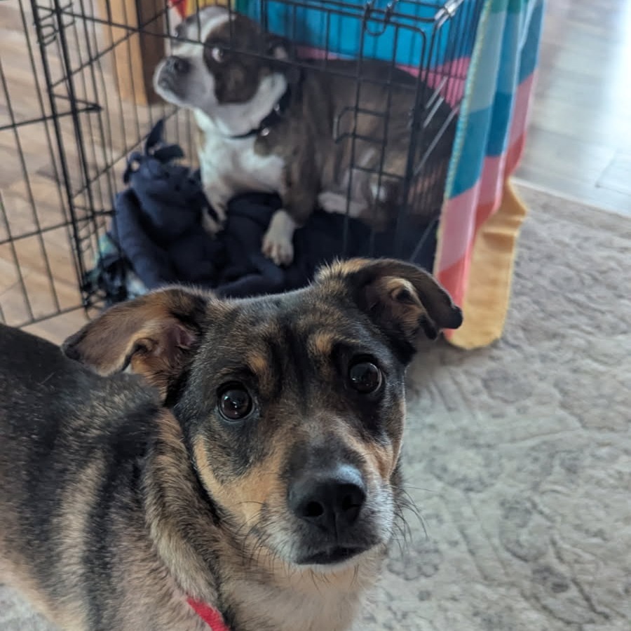 Maggie--In Foster***ADOPTION PENDING***