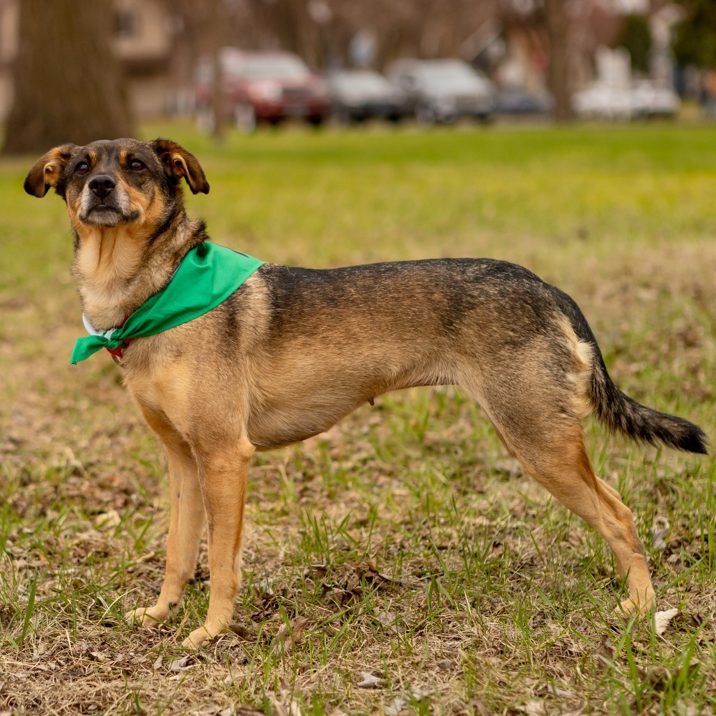 Maggie--In Foster***ADOPTION PENDING***