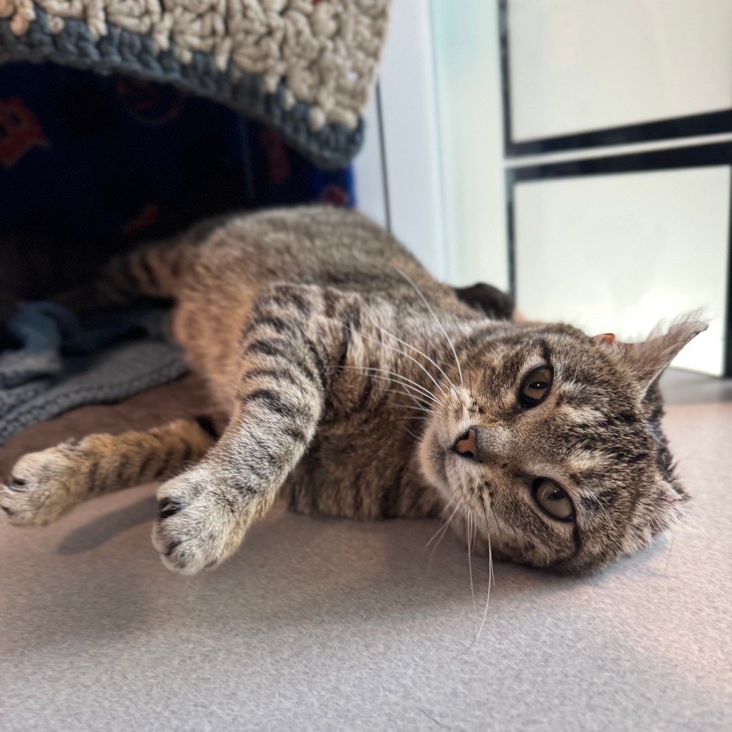 Spencer, an adoptable Domestic Short Hair in Hailey, ID, 83333 | Photo Image 1