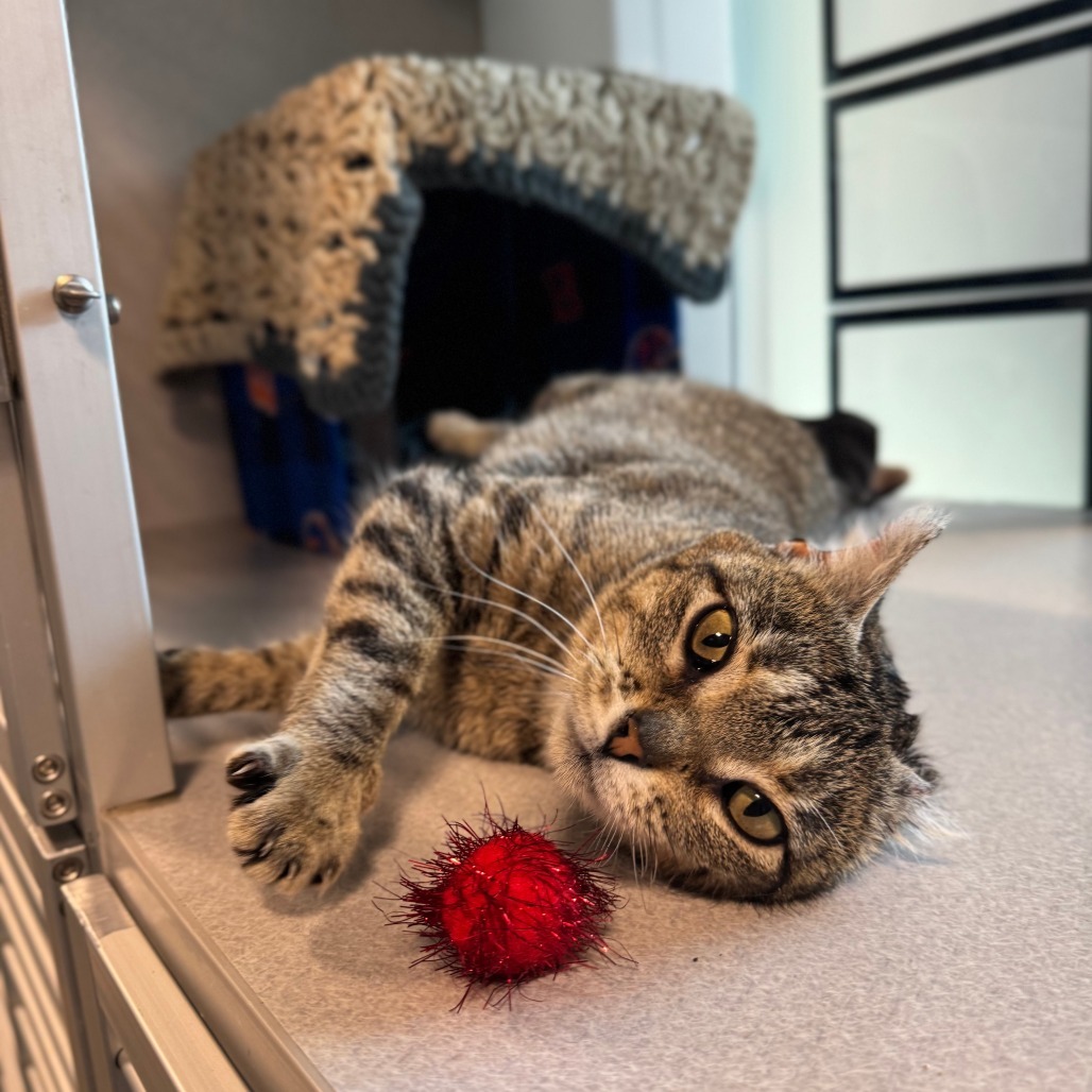 Spencer, an adoptable Domestic Short Hair in Hailey, ID, 83333 | Photo Image 2