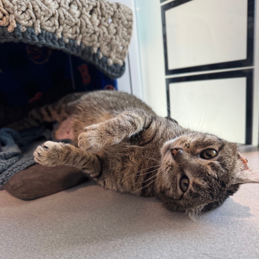 Spencer, an adoptable Domestic Short Hair in Hailey, ID, 83333 | Photo Image 3