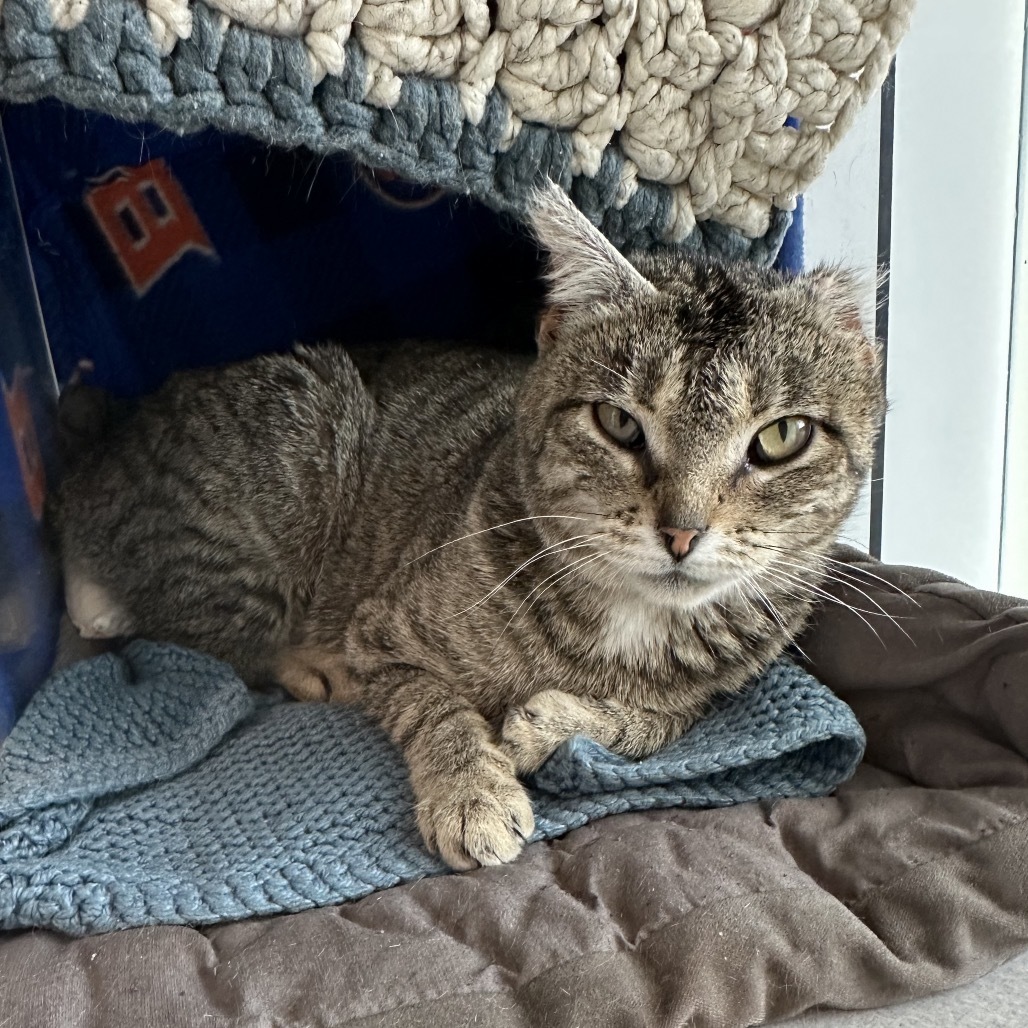 Spencer, an adoptable Domestic Short Hair in Hailey, ID, 83333 | Photo Image 4