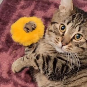 Meet Rebel Rebel was found over the winter frozen to a puddle We were able to get him the urgent