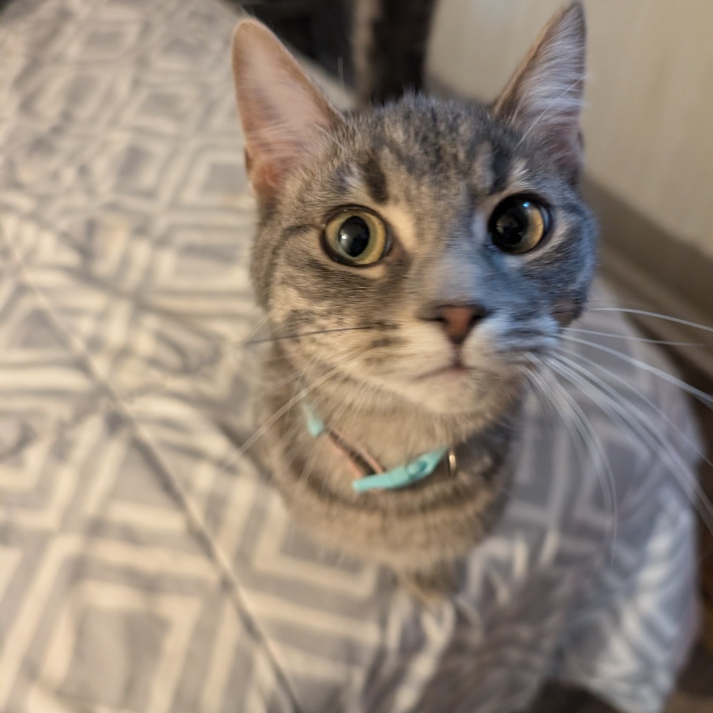 Runnings, an adoptable Domestic Short Hair in Bismarck, ND, 58507 | Photo Image 1