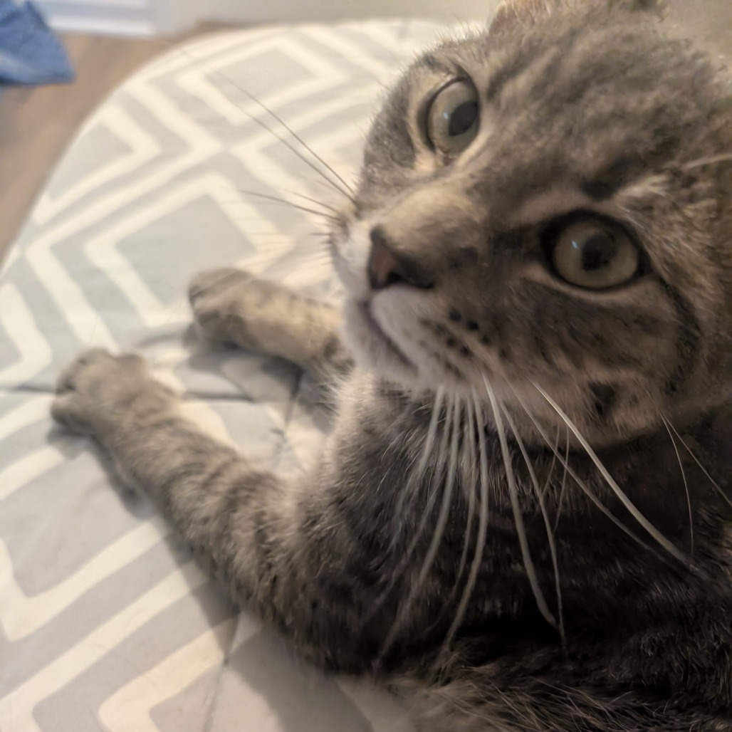 Runnings, an adoptable Domestic Short Hair in Bismarck, ND, 58507 | Photo Image 2