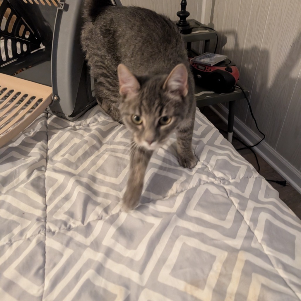 Runnings, an adoptable Domestic Short Hair in Bismarck, ND, 58507 | Photo Image 3