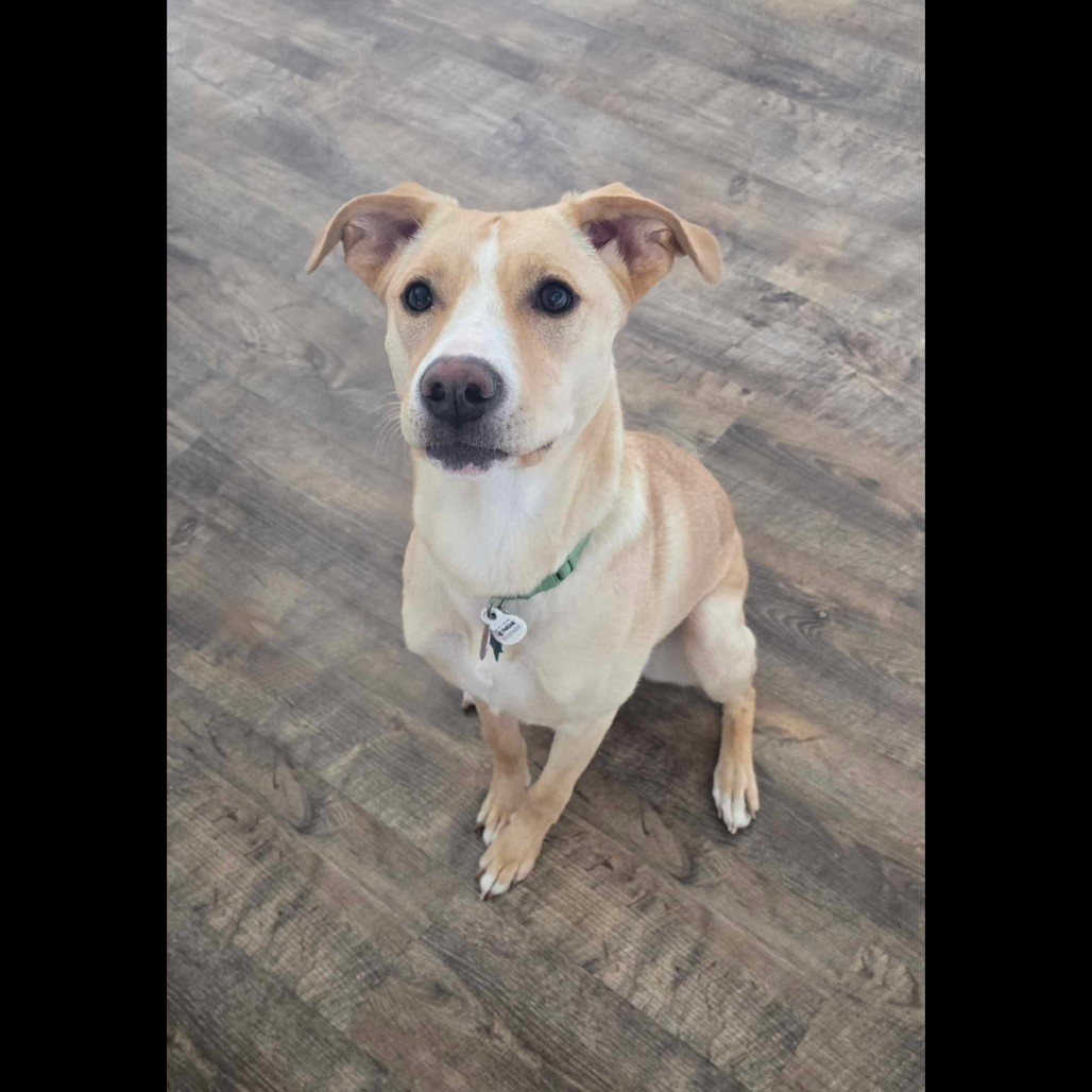Clover, an adoptable Mixed Breed in Bismarck, ND, 58507 | Photo Image 1