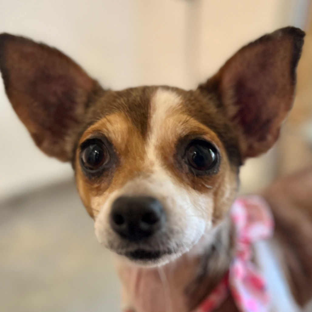 Tallulah