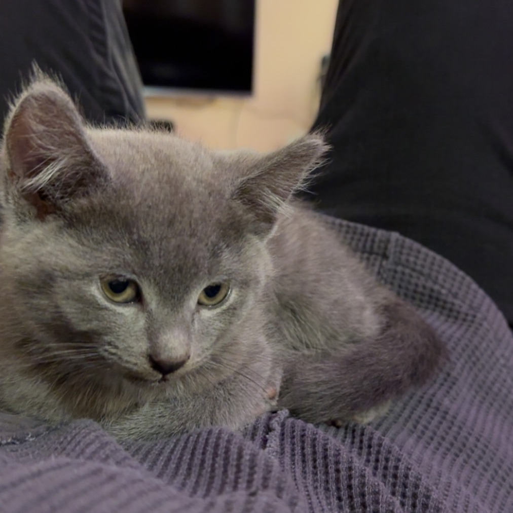 Ernie - Bonded to Bert