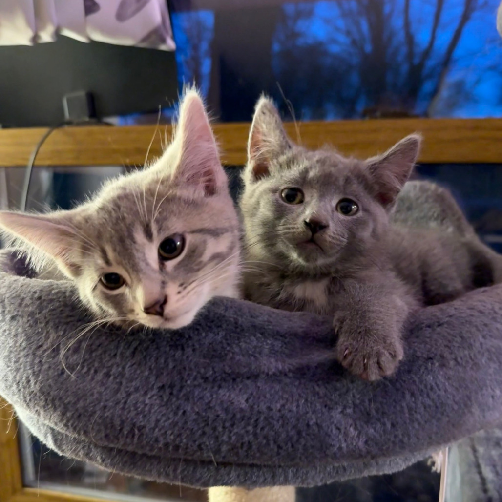 Ernie - Bonded to Bert