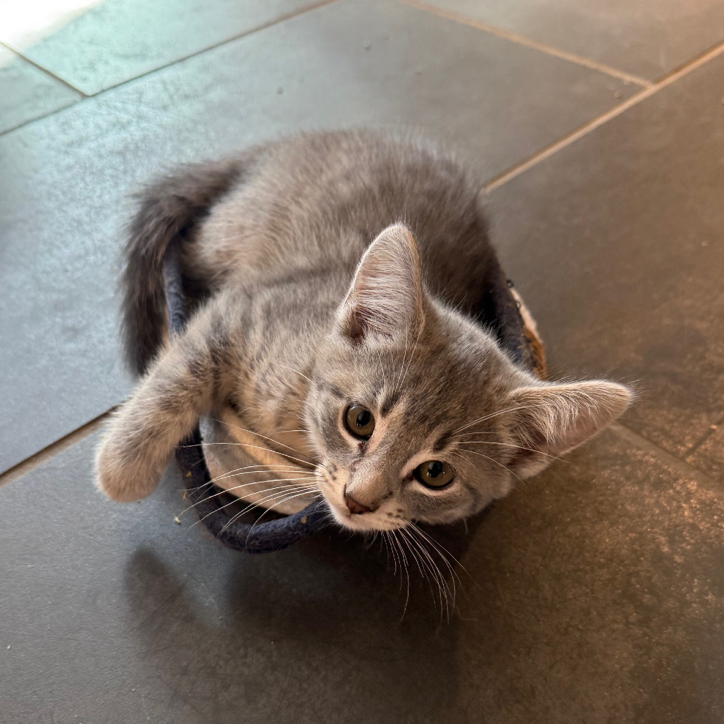 Bert - Bonded to Ernie