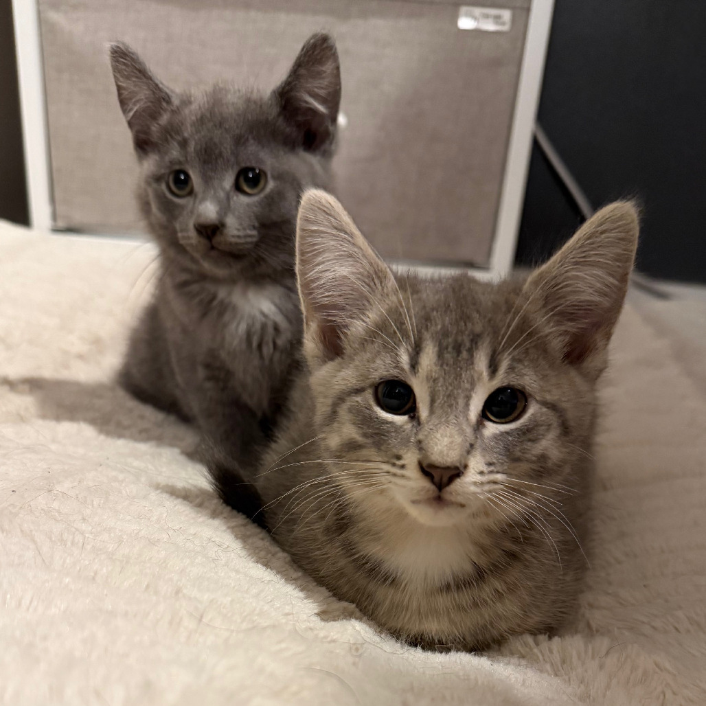 Bert - Bonded to Ernie