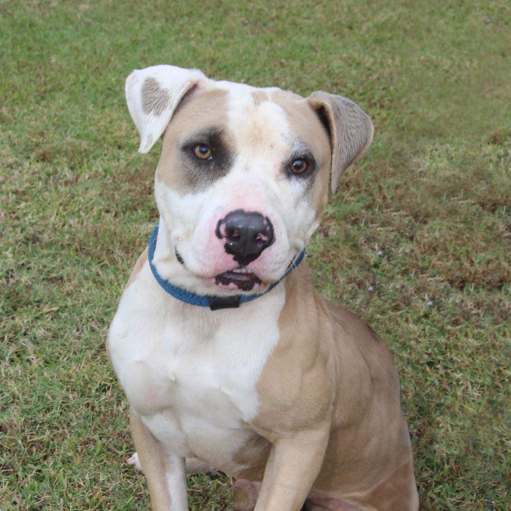 Motley (Smokey)