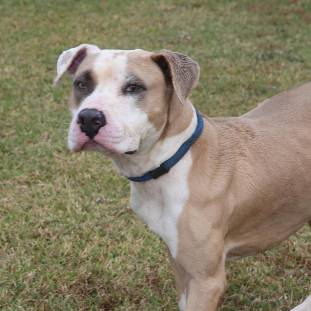 Motley (Smokey)