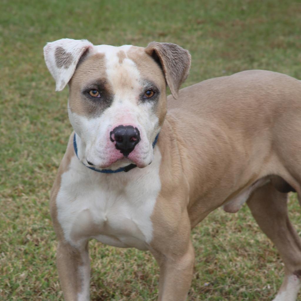 Motley (Smokey)