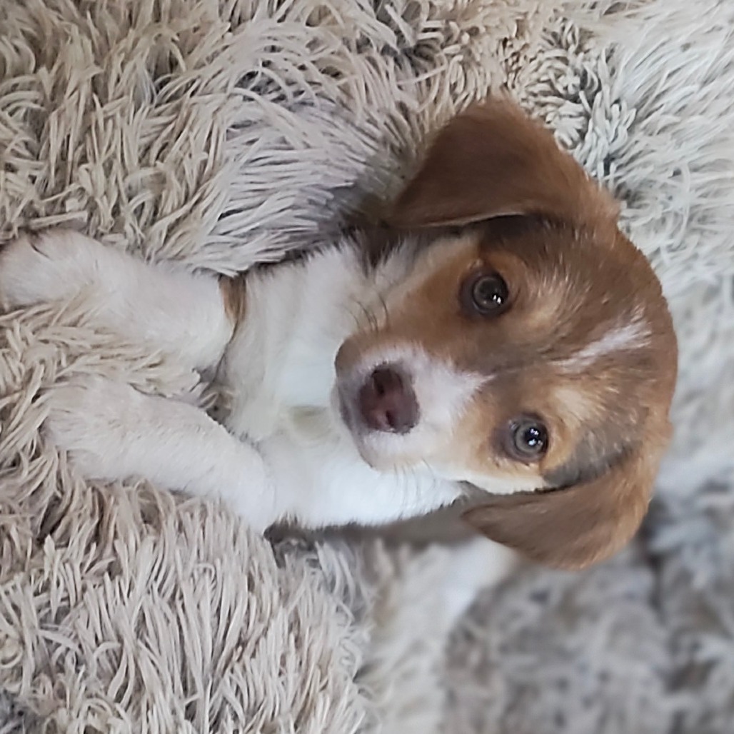 Beagle pups