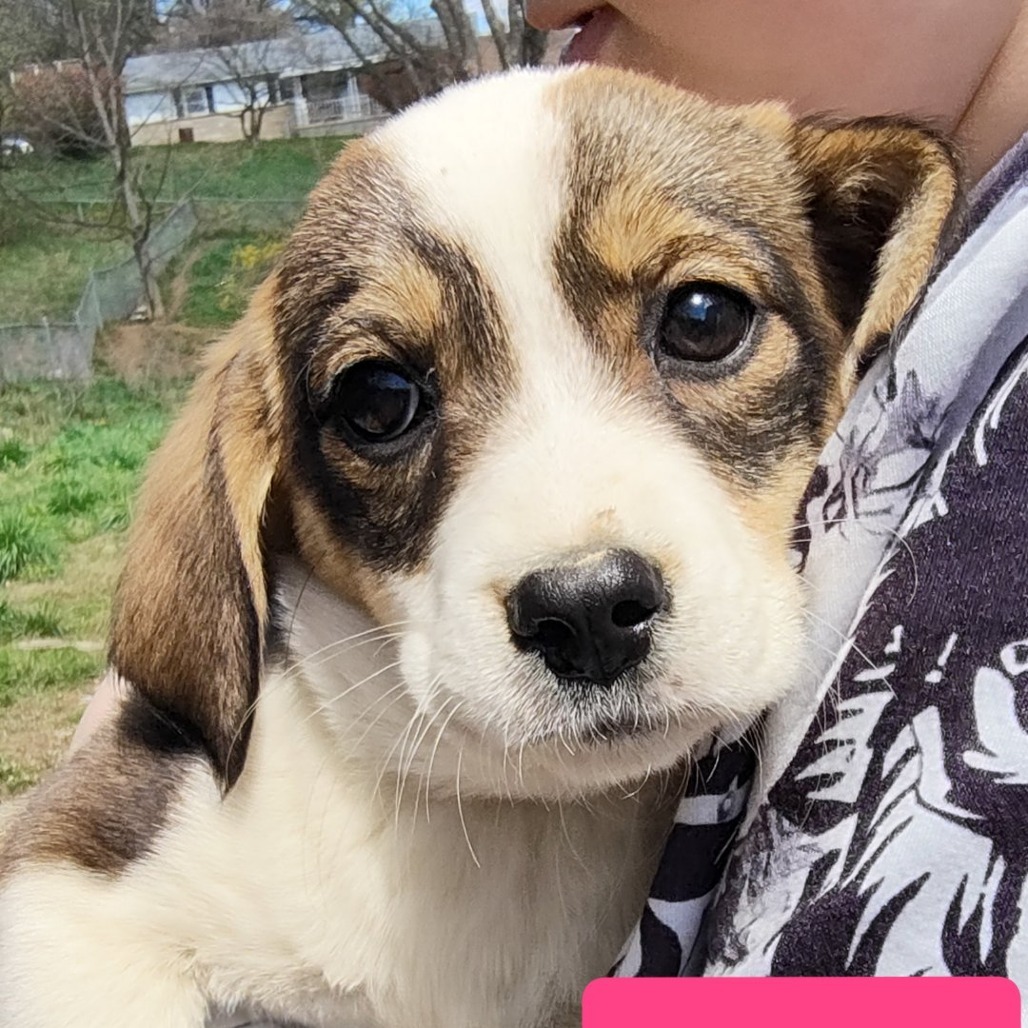 Beagle pups