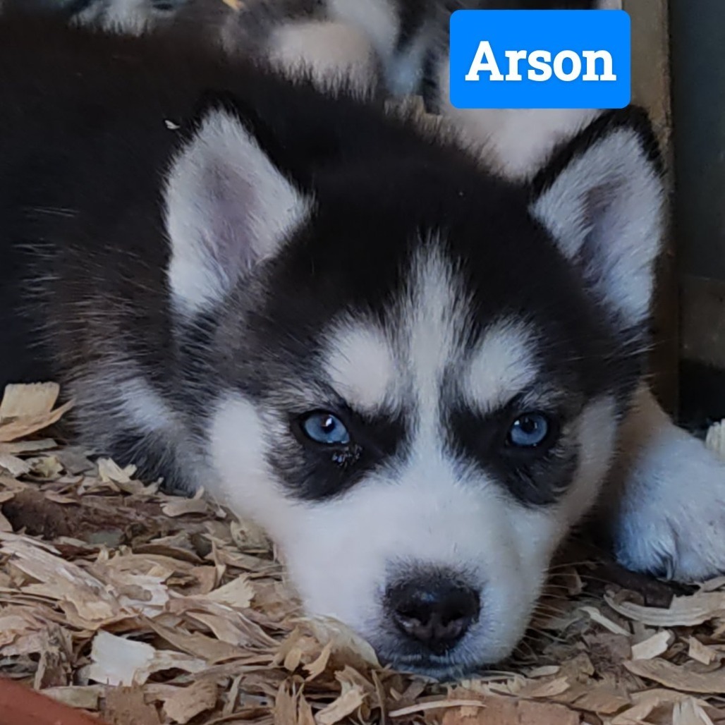 Husky Pups