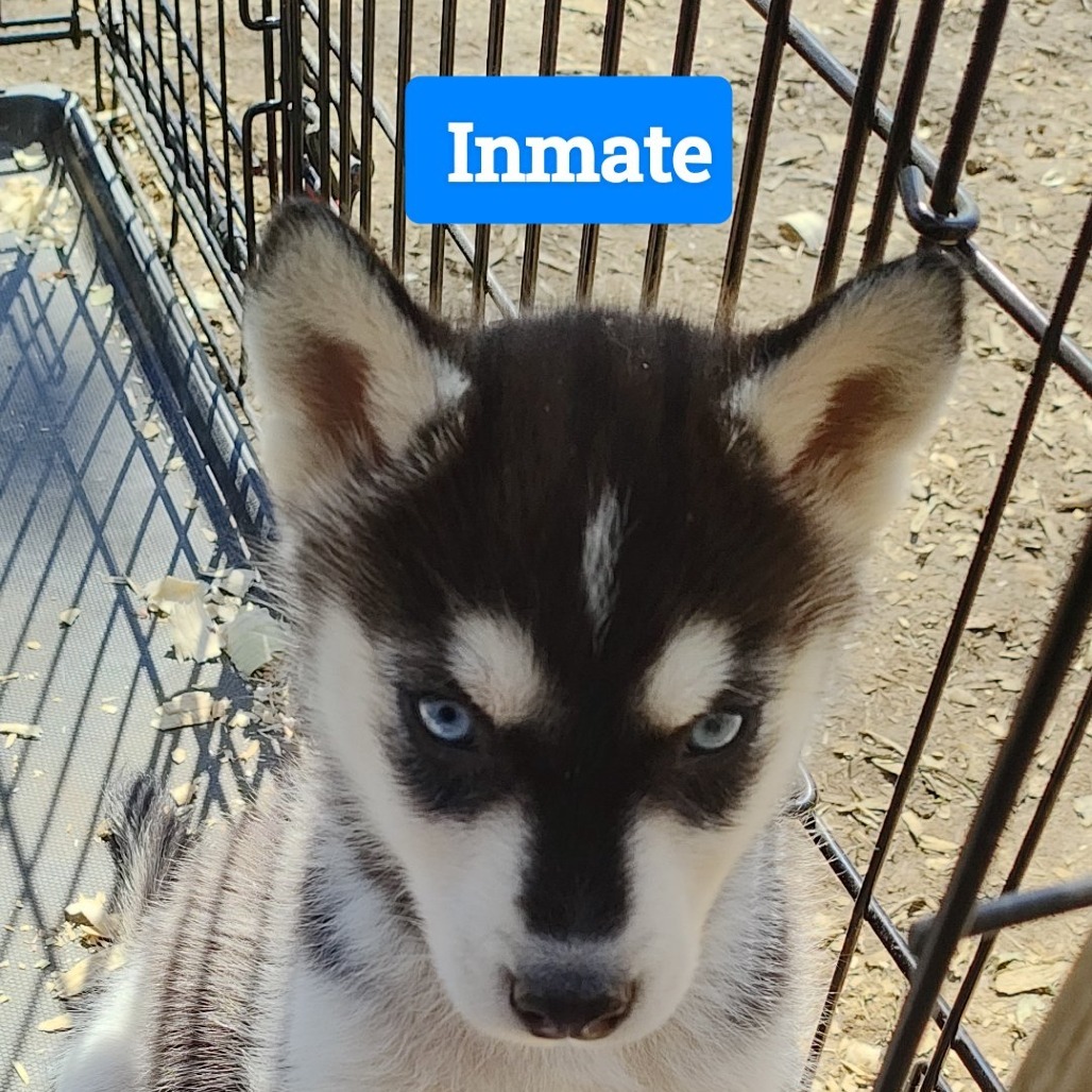 Husky Pups