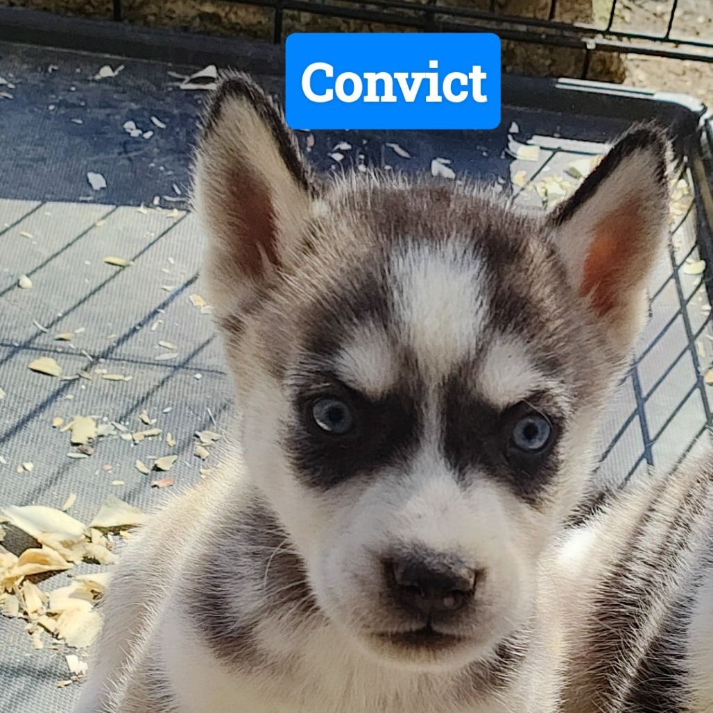 Husky Pups