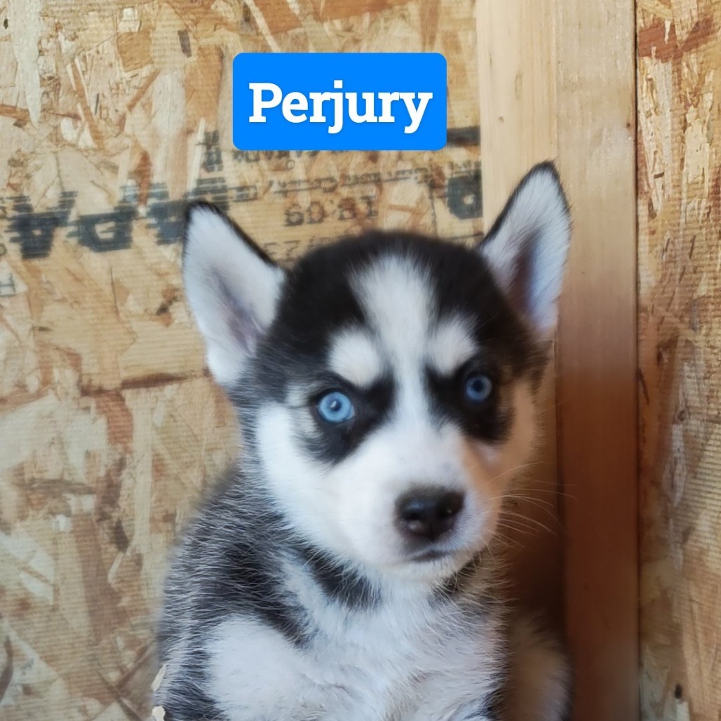 Husky Pups