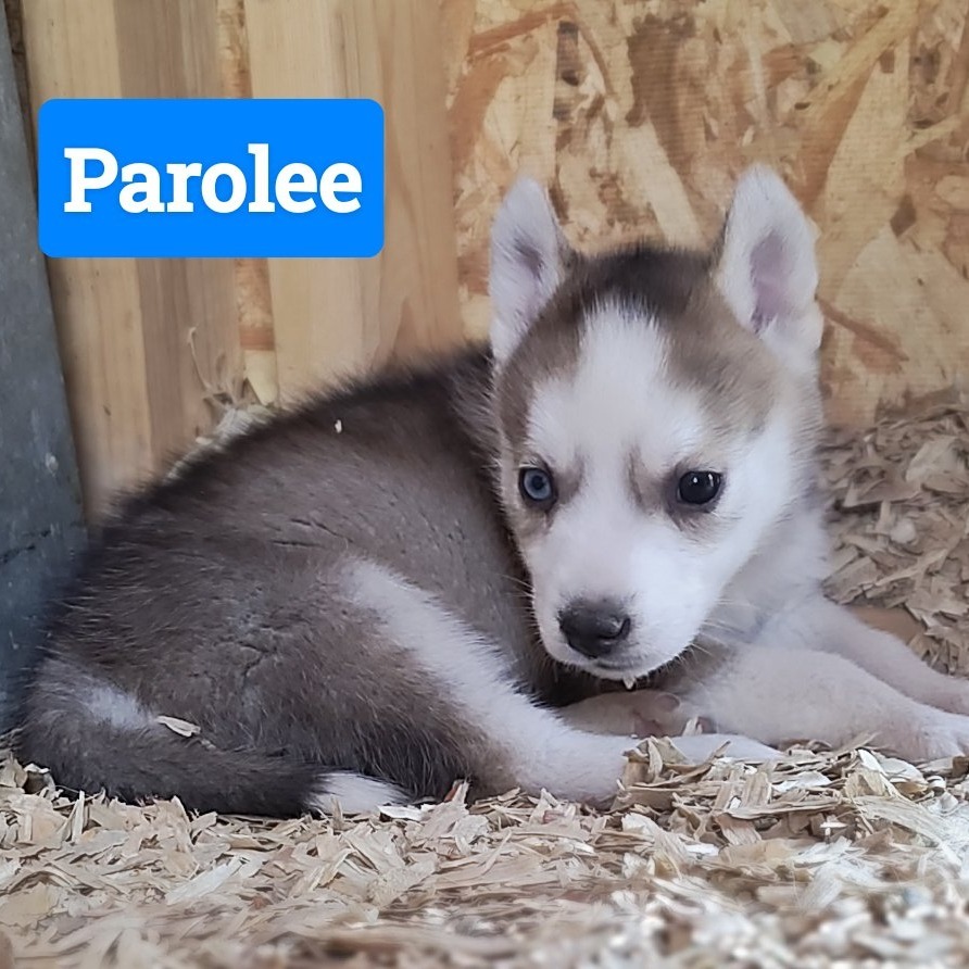 Husky Pups